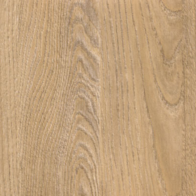Canterbury Oak (SS223)